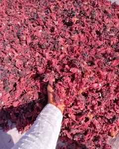 Mano tomando flor de Jamaica seca a granel