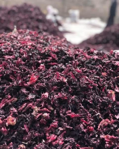 Cálices de flor de Jamaica seca recién cosechados