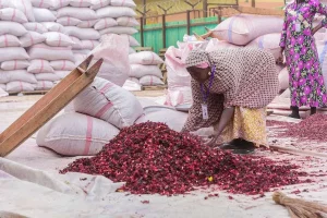 Trabajadores seleccionando flor de Jamaica seca junto a sacos de exportación